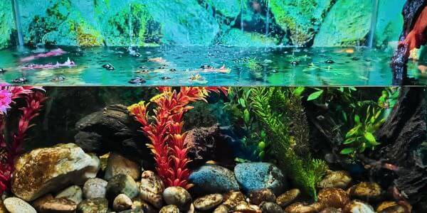 Aquarium mit Korallen und bunten Fischen – Aquarium-Umzug Sinsheim