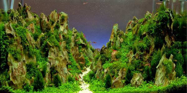 Aquarium mit Felslandschaft und Pflanzen – Umzug mit Aquarium in Sinsheim