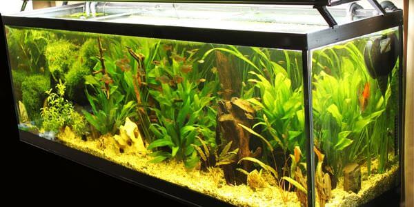 Aquarium-Umzug Sinsheim: Längliches Aquarium mit grünen Wasserpflanzen