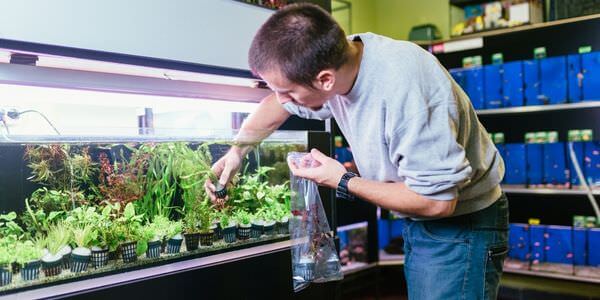 Mann versorgt Aquarienpflanzen vor einem Aquarienregal – Umzug mit Aquarium in Sinsheim